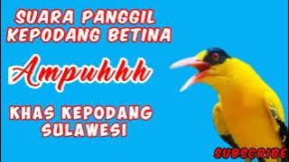 AMPUH!!!..SUARA PIKAT KEPODANG BETINA YANG SUSAH TURUN || KHAS KEPODANG SULAWESI.