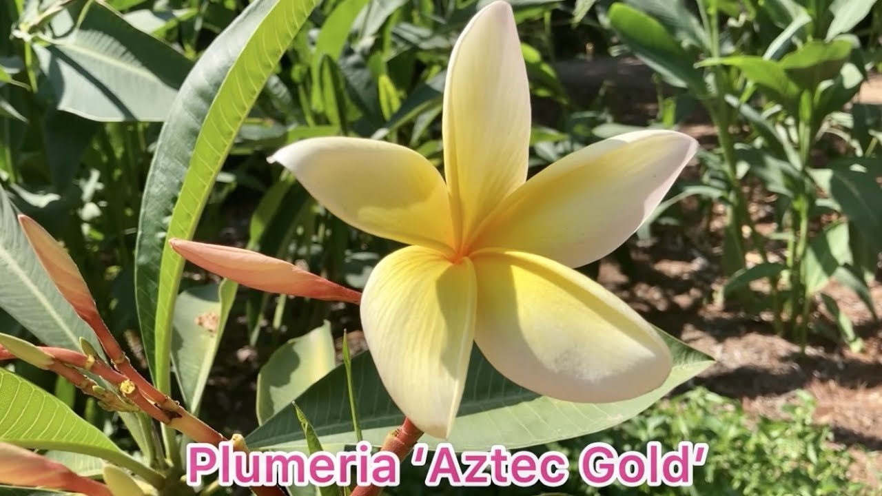 Esqueje De Plumeria (Frangipani) Aztec Gold - Planta Tropical Con Flor Amarillo-dorada Y Aroma Intenso