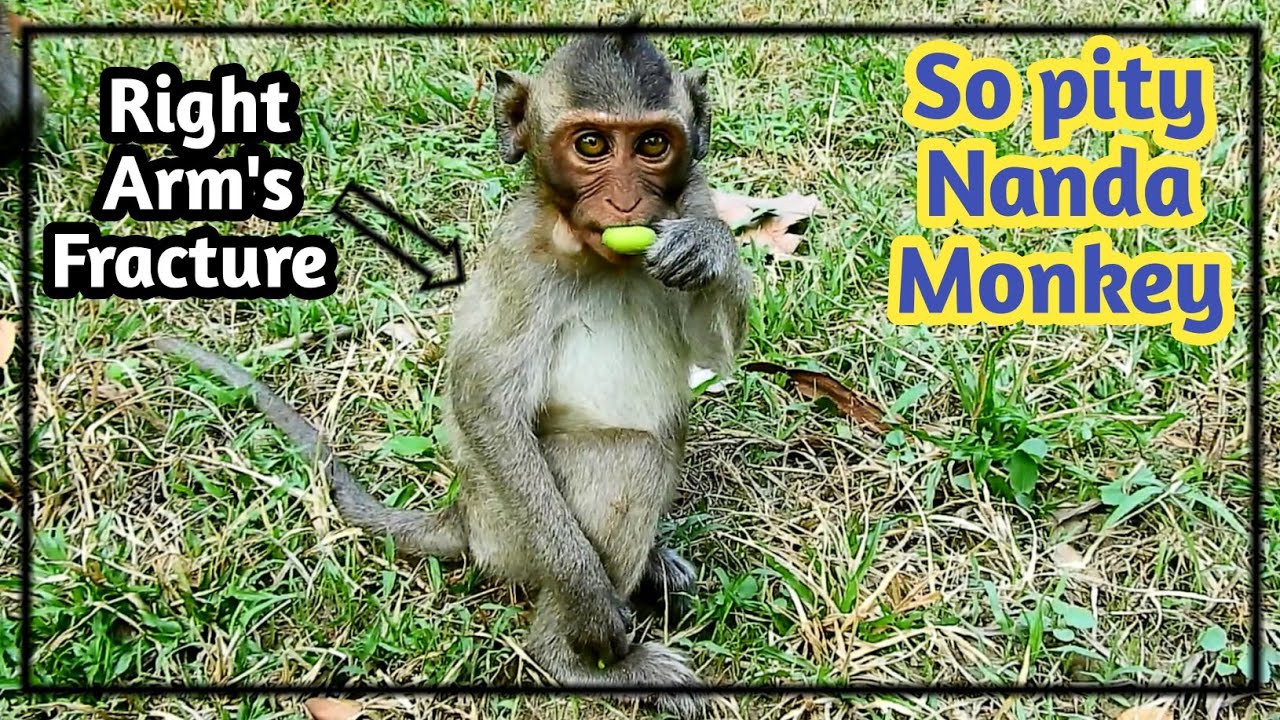 newborn monkey pet So Pity Nanda Monkey,0n 4-4-19, | The Right Hand Not Yet Batter But Left pain,