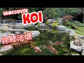 Amazing *KOI POND* in Vancouver: 惊人的锦鲤池在温哥华