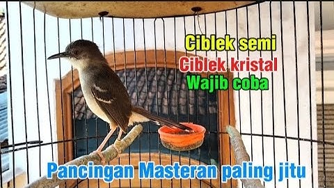 Masteran Ciblek ngebren variasi, buat ciblek semi dan ciblek kristal bahan, agar cepat bunyi ngebren