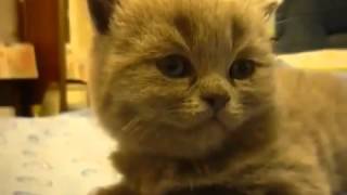 Котенок мгновенно засыпает / Cute sleepy kitten Котенок мгновенно засыпает / Cute sleepy kitten