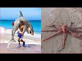 Catching Seafood 🦀🐙 Deep Sea Octopus (Catch Crab, Catch Fish) - Tik Tok #129