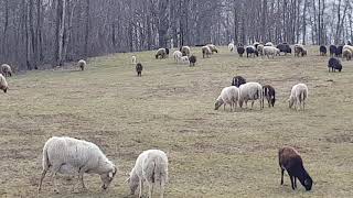 20180301 winterbegrazing Beniks3