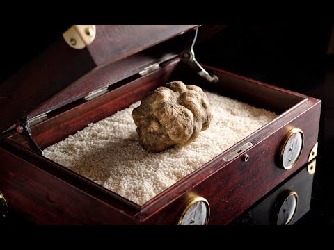 The White Truffle : A Gourmet Adventure Beyond Imagination