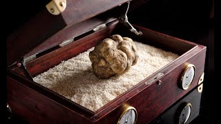 The White Truffle : A Gourmet Adventure Beyond Imagination by The Epicurian Eden 21 views 2 months ago 4 minutes, 28 seconds