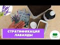 СТРАТИФИКАЦИЯ СЕМЯН ЛАВАНДЫ! Какой способ выбрать, чтобы цвело и пахло?