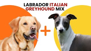 Labrador Italian Greyhound Mix AKA Lab Greyhound