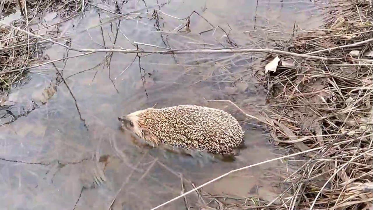 Ежик в воде