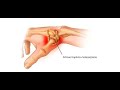 EXERCÍCIOS RIZARTROSE do POLEGAR ARTROSE DOR DEDÃO da MÃO - Clínica de Fisioterapia Dr. Robson Sitta