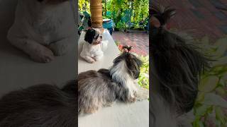 നമ്മടെ രണ്ട് സൂട്ടുമണികൾ 😍 എന്ത് രസമാണെന്നോ 🥰 #petlover #happypets  #dogslove #cuteanimals