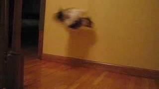 The Amazing Wall Jumping Cat