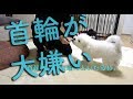 子犬が首輪を嫌がる！噛む！散歩に行きたいけど首輪が嫌いなビションフリーゼわたまるの複雑な心境