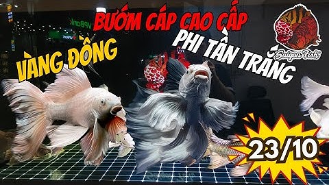 Cặp cá chép Phi Tần trắng & vàng đồng cực hiếm – Form khủng, màu siêu đẹp vừa cập bến ngày 23/10!
