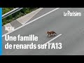 Une famille de renard aperue sur la13 aprs la fermeture de lautoroute