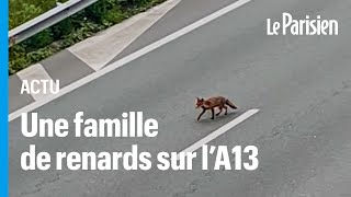 Une famille de renard aperçue sur l’A13, après la fermeture de l’autoroute