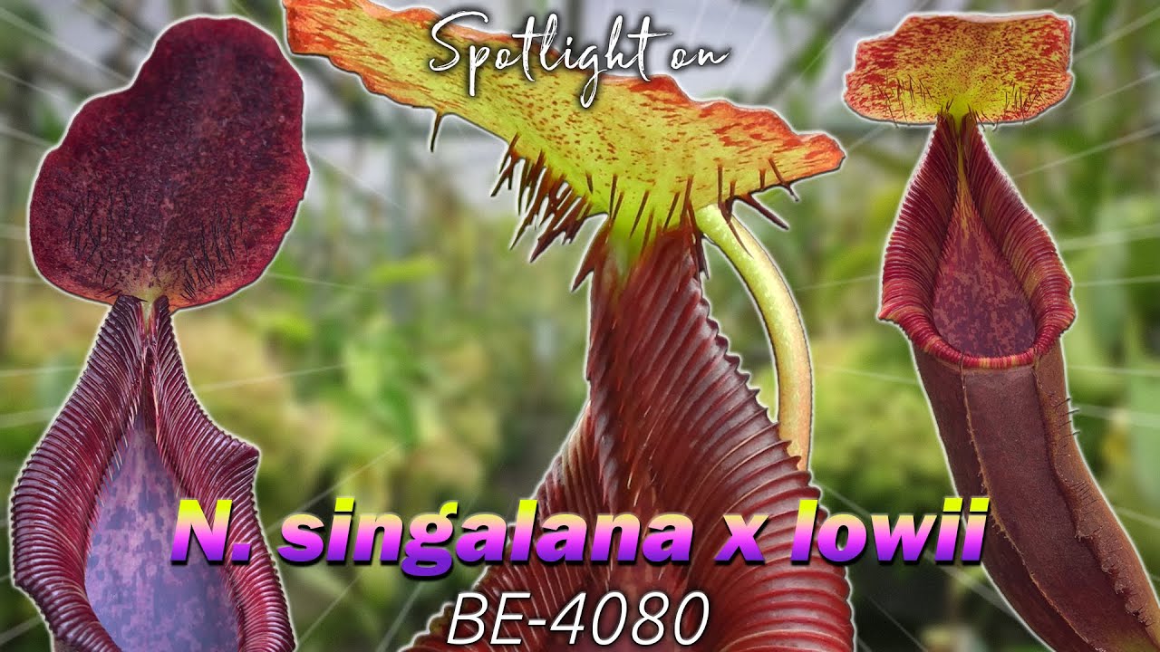 N. singalana x lowii: BE-4080 | Обзор гибридных хищных растений