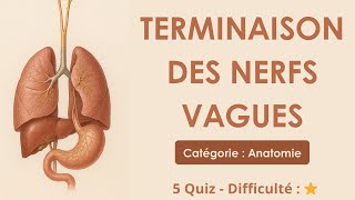 Terminaison des nerfs vagues