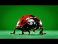 Ladybug Green Screen Video | Macro Insect Chroma Key Footage