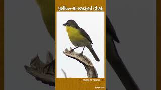 Yellow-Breasted Chat Call