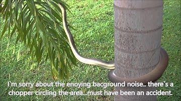 Bjørn Ormstad : Olive python, Liasis olivaceus olivaceus