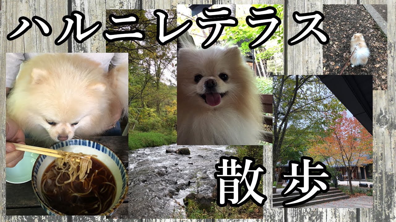 ハルニレテラスでお蕎麦 お散歩したよ ポメラニアン Pomeranian ポメ犬の男の子レイくん 犬とvlog 癒しの犬動画