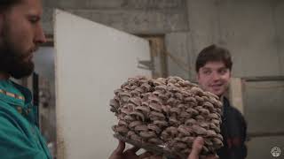 Shiitake Mushroom Initiation and Fruiting at Rock City Mushrooms