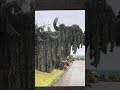 (Sequoiadendron giganteum pendulum) The weeping giant sequoia