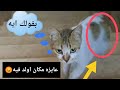 طالعه السلالم يا ما شاء الله عليها قطط قطط مضحكه قطط جميله قطط مسليه قطط حامل قطط تلد طالعه السلالم يا ما شاء الله عليها قطط قطط مضحكه قطط جميله قطط مسليه قطط حامل قطط تلد