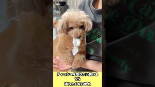 上手いこと関節を押さえて回収阻止する愛犬 #最後は無事に貰ったよ #dog #トイプードル