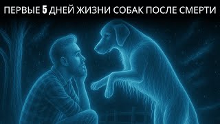 картинка: Наталья Бехтерева: Что происходит с душами собак в первые дни после смерти