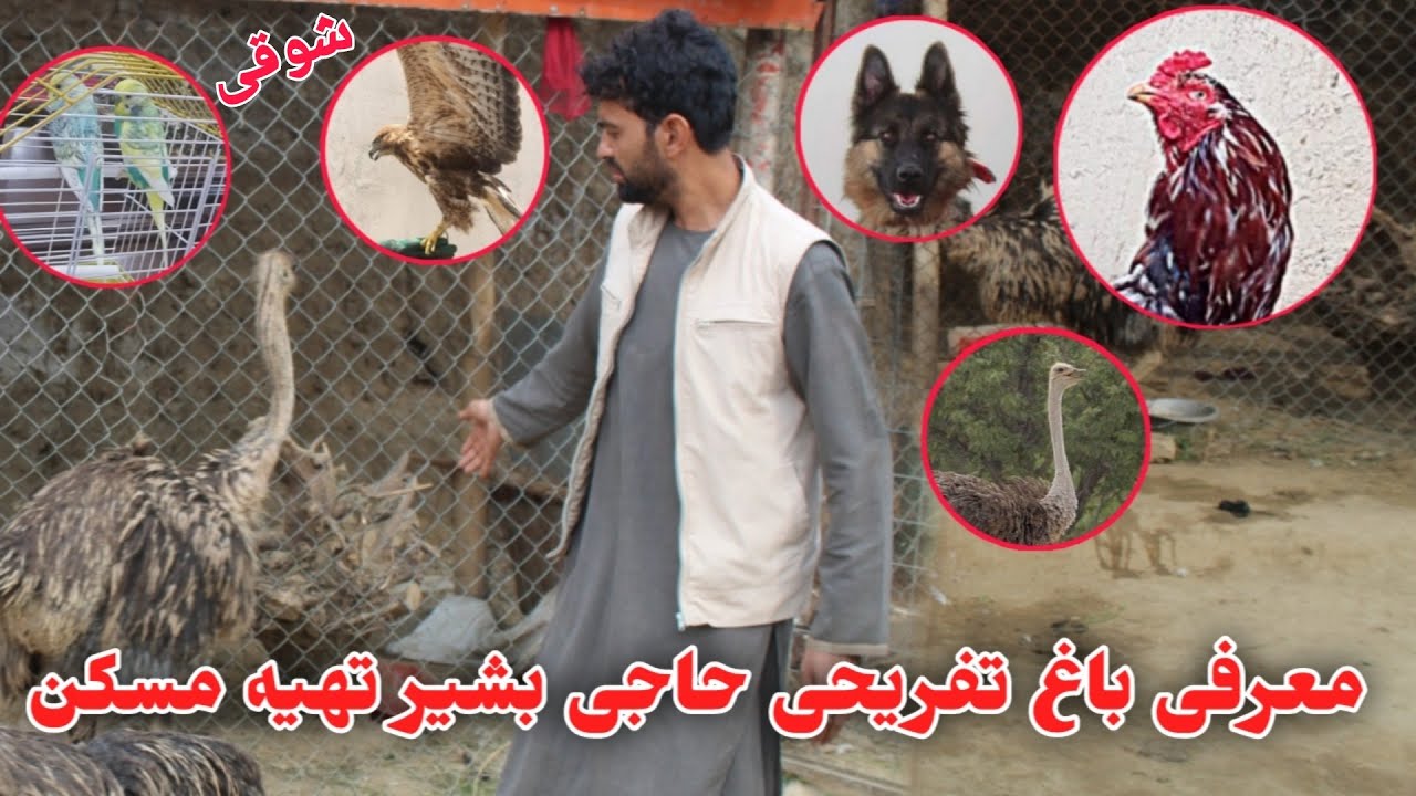 شوقی _ کدام حیوانات در باغ تفریحی حاجی بشیر تهیه مسکن  نگهداری می‌شود