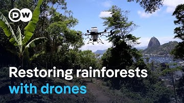 How drones could help bring dead rainforests back to life | DW News