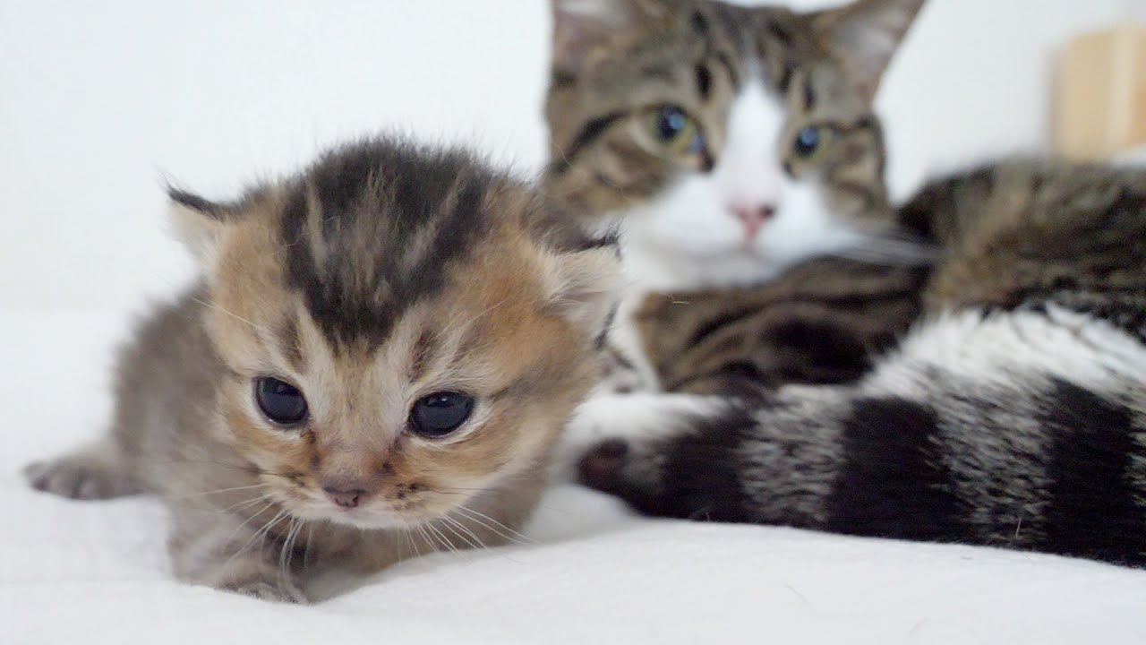 The long-awaited meeting of daddy cat Coco with his daughter Kiki