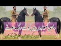 Colors Of Desi Horses In Pakistan For Beginners دیسی گھوڑوں کے رنگوں کی پہچان Colors Of Desi Horses In Pakistan For Beginners دیسی گھوڑوں کے رنگوں کی پہچان