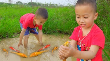 Nhiều cá vàng quá - em ổi tìm bắt cá vàng ở vũng nước thì bắt gặp rắn...?