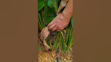 Inovasi Alat Unik Pertanian Sangat Mudah Untuk Memotong Batang Jahe Dengan Cepat #Shorts