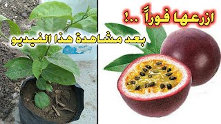 (الفياجرا الخضراء) فوائد رائعة لهذا النبات المتسلق (فاكهة العاطفة) ??