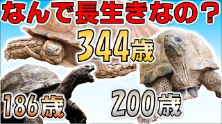 【解説】なぜ亀は長生きできるのか？【長寿】【2019#113】