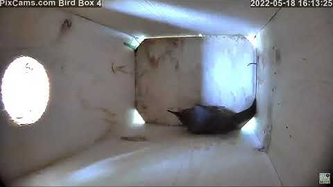 Bluebird attacks House Wren in bird box 4 on 5/18/2022