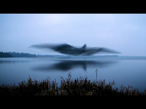 Nature&#39;s Mystery: Watch the Hypnotic Dance of a Starling Murmuration