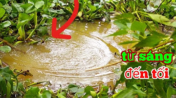 CÂU CÁ RÔ ĐỒNG, vô nghĩa địa câu rô trê khủng |great fishing HQBL #127