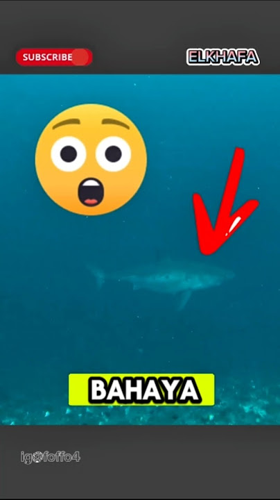 PENYELAM INI HAMPIR PINDAH ALAM#shortvideo #shorts #diving #menyelam #hiu