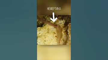 Так красиво ещё никого не тошнило. Немертины