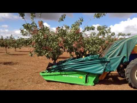 Video: Şam Fıstığı Ilə Balıq Necə Bişirilir