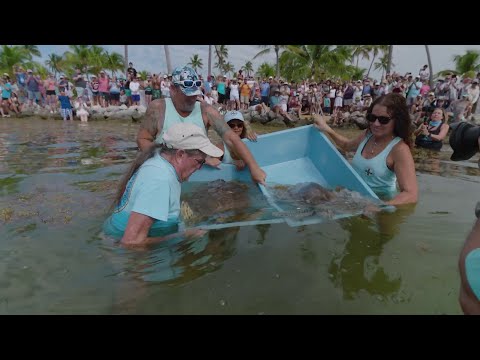 2 rehabilitated Sea turtles released on Earth Day in Florida Keys 