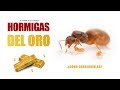 LAS HORMIGAS DEL ORO ¿CUÁNTO CUESTAN? - LASIUS FLAVUS - EL PLANETA DE LAS HORMIGAS