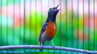 Masteran Konin Gacor  Nembak Isian Tonjolan Mewah Pancingan Kolibri Ninja Bahan Cepat Emosi