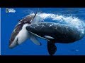 National Geographic Documentary - The Greatest Apex Predators on Earth - New Documentary HD 2018