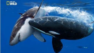 National Geographic Documentary - The Greatest Apex Predators on Earth - New Documentary HD 2018